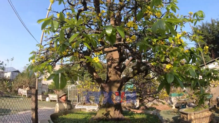 Hue royal apricot blossoms evolve from imperial pastime to industry