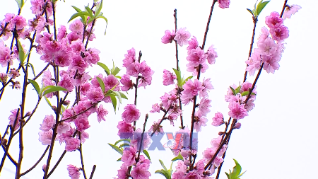 党書記長はハノイで開催された植樹祭の開始式に出席した。