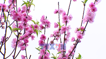 Party leader attends launch of tree planting festival in Hanoi