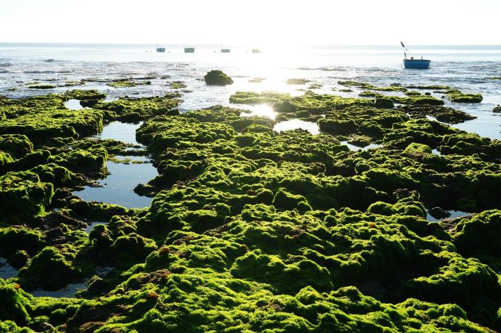 Trải nghiệm vẻ đẹp cánh đồng rong biển ở Khánh Hòa