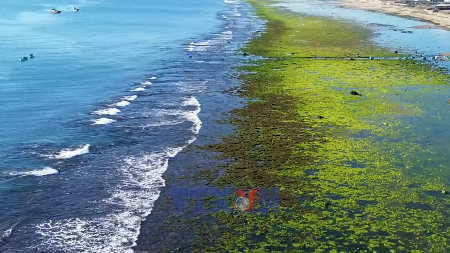 Explorando los verdes campos de algas marinas de Khanh Hoa