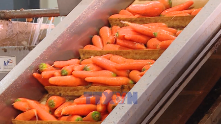 Vietnamese fruits, vegetables gain ground in regional markets