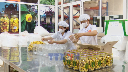 宁平省推动生态有机农业与旅游融合发展