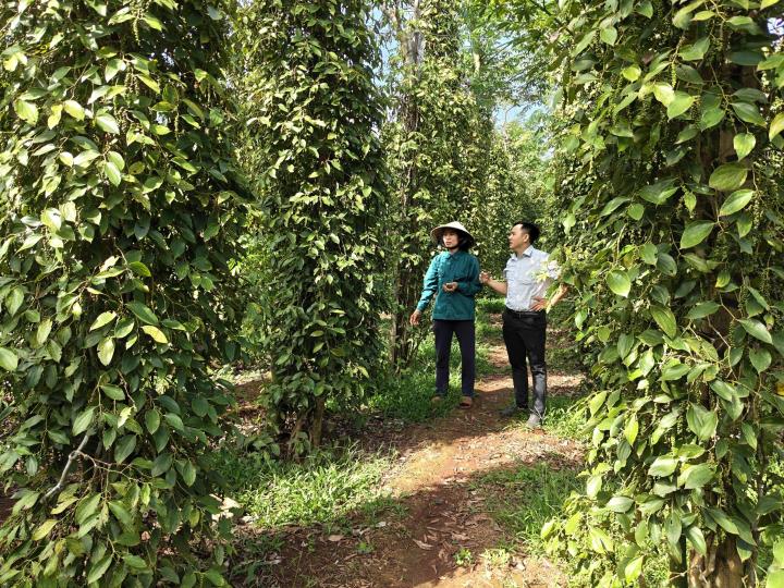 Nâng cao giá hồ tiêu sạch từ vườn trồng hữu cơ 