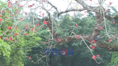 Red silk cotton blossoms brighten ancient capital of Ninh Binh