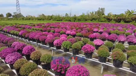 Century-old flower village with unique cultivating technique