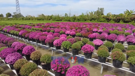 ភូមិផ្កាអាយុរាប់សតវត្សរ៍ ជាមួយនឹងបច្ចេកទេសដាំដុះពិសេស