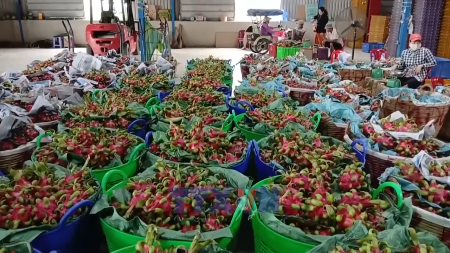 Efforts made to reinforce foundations of Vietnams fruit, vegetable value chains