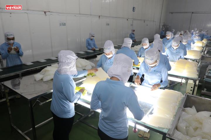 Vinacoco - Ứng dụng công nghệ hiện đại trong sản xuất thạch dừa