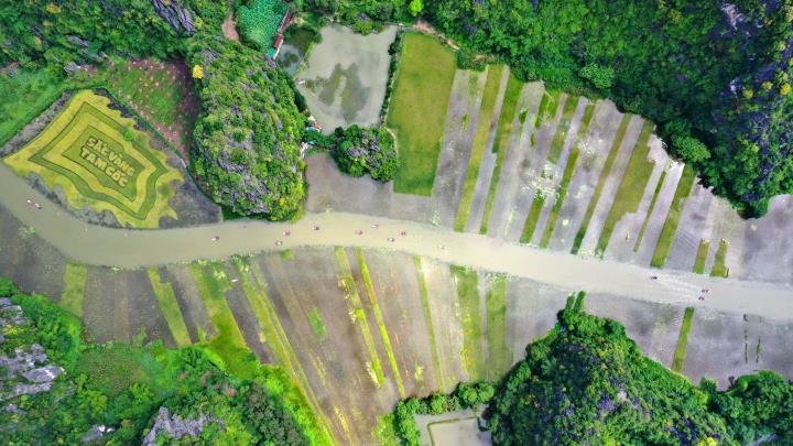 Bức tranh lúa khổ lớn giữa núi non Ninh Bình 