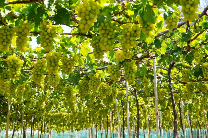 Nghị quyết 57: Thúc đẩy phát triển nông nghiệp theo hướng hiện đại, bền vững