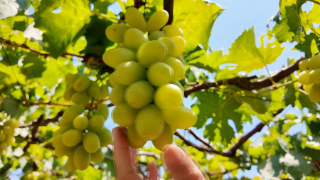 Khanh Hoa attracts visitors with grape garden tourism