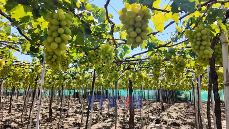 Khanh Hoa atrae a turistas con su experiencia en viñedos