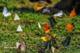 蝴蝶季提前来临菊芳国家公园迎来观赏热潮