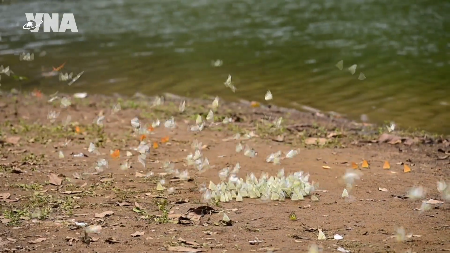 Early butterfly season delights visitors at Cuc Phuong National Park