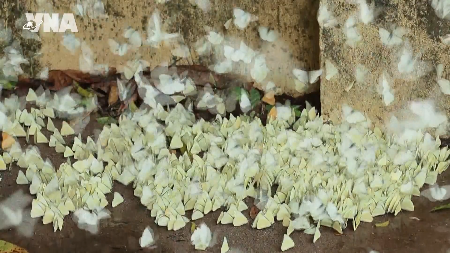 La saison précoce des papillons enchante les visiteurs du parc national de Cuc Phuong