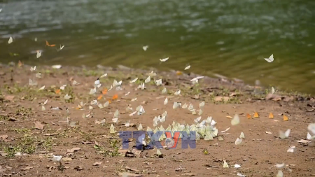 Temporada de mariposas deleita a los visitantes del Parque Nacional Cuc Phuong
