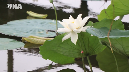 Essence of Hue preserved in fresh lotus tea