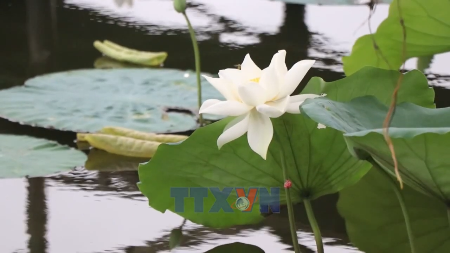 Voyage sensoriel autour du thé au lotus blanc à Hue