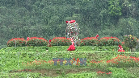 Ninh Binh séduit les visiteurs avec ses saisons florales patrimoniales