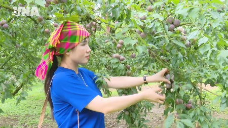 Tourists enjoy plum-picking season in Moc Chau