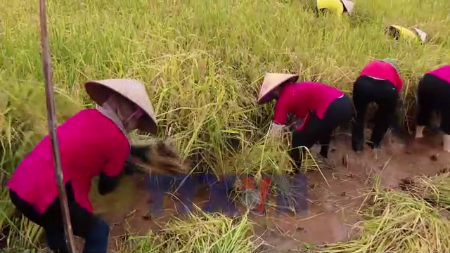 Farmers Reap Rice from Organic Ragworm Fields