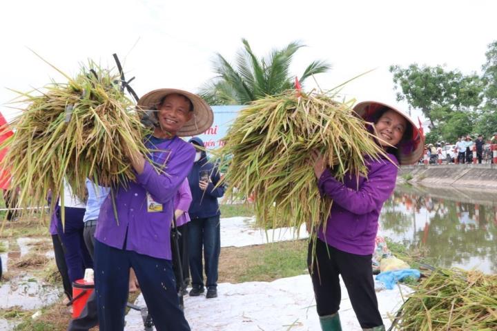Nông dân rộn ràng thu hoạch lúa rươi