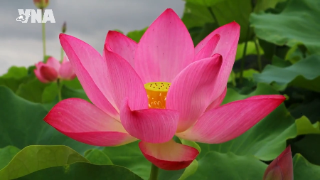 Le lotus, fleur emblématique de lâme vietnamienne
