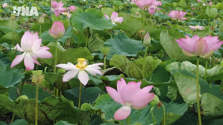 Dong Thap valorise les produits à base de lotus