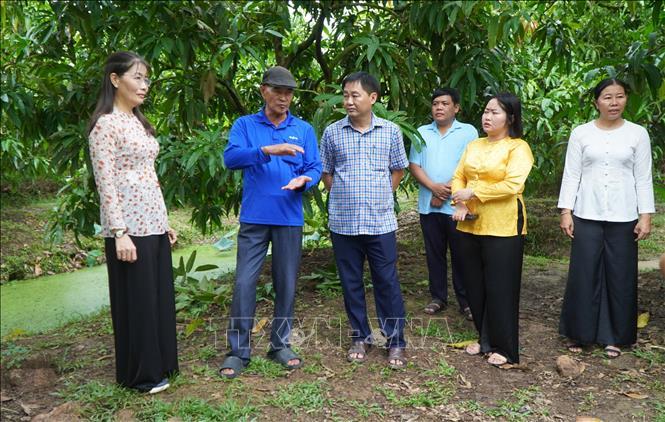 Nâng tầm giá trị xoài Đồng Tháp từ du lịch nông nghiệp