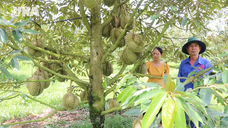 Lam Dong develops sustainable durian export value chain