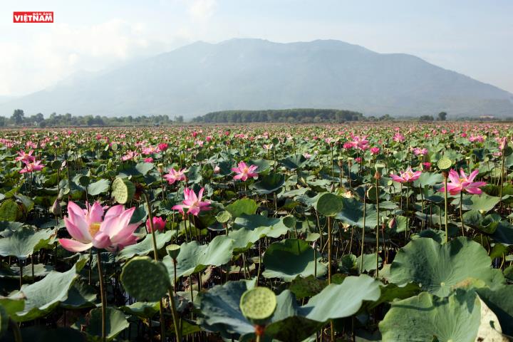 Mùa sen ở Hòn Khói