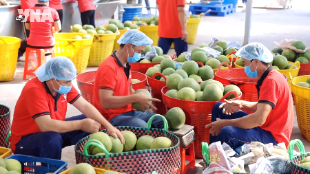 Exportaciones de productos agroforestales y pesqueros de Vietnam crecen 6%