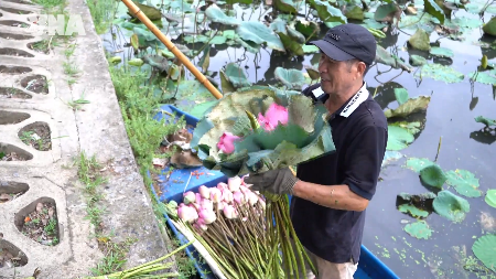 Quang An lotus tea craft keeps West Lake heritage alive