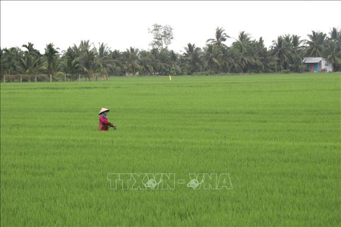 Cầu nối thúc đẩy sản xuất lúa chất lượng cao, phát thải thấp ở Vĩnh Long 