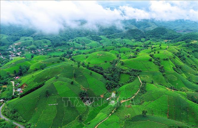 Đánh thức tiềm năng vùng chè Shan tuyết Đồng Phúc