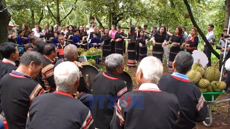 Dak Lak turns durian season into a distinctive tourism draw