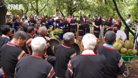 Dak Lak transforme la saison du durian en un atout touristique unique