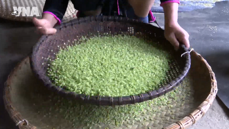 Tay ethnic people keep young green rice craft alive in Tuyen Quang