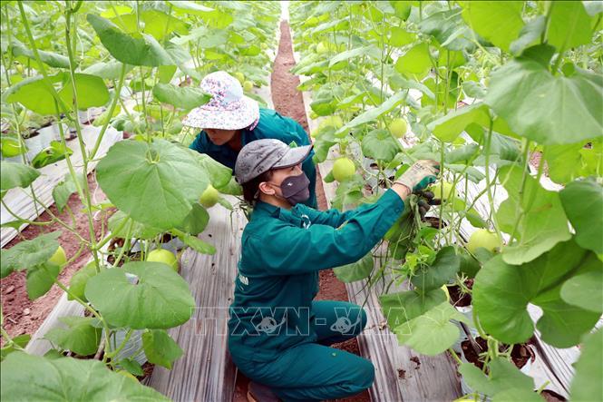 Nông sản Việt tìm lối đi thẳng vào thị trường Italy 