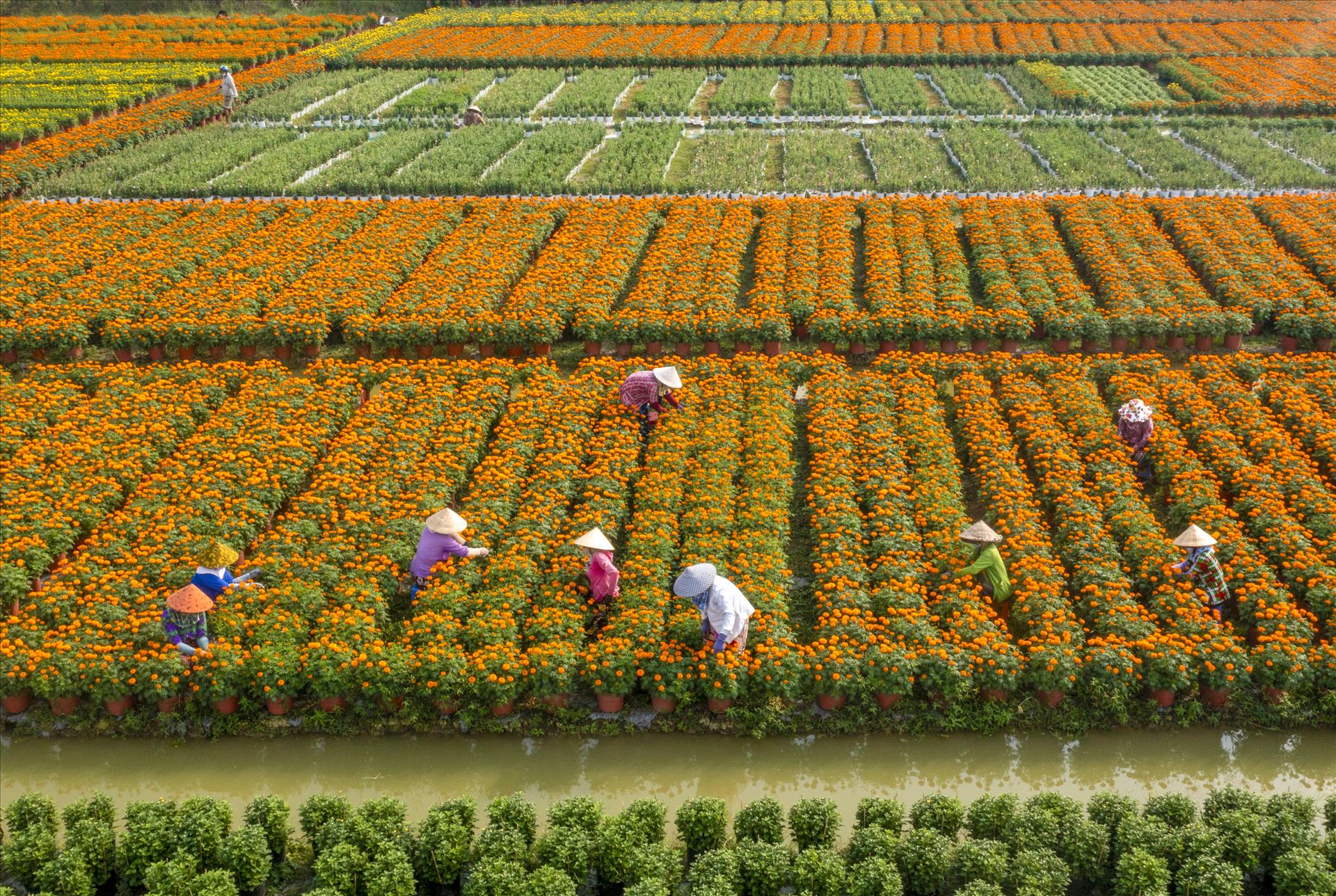 Animada temporada de flores del Tet en el sur de Vietnam