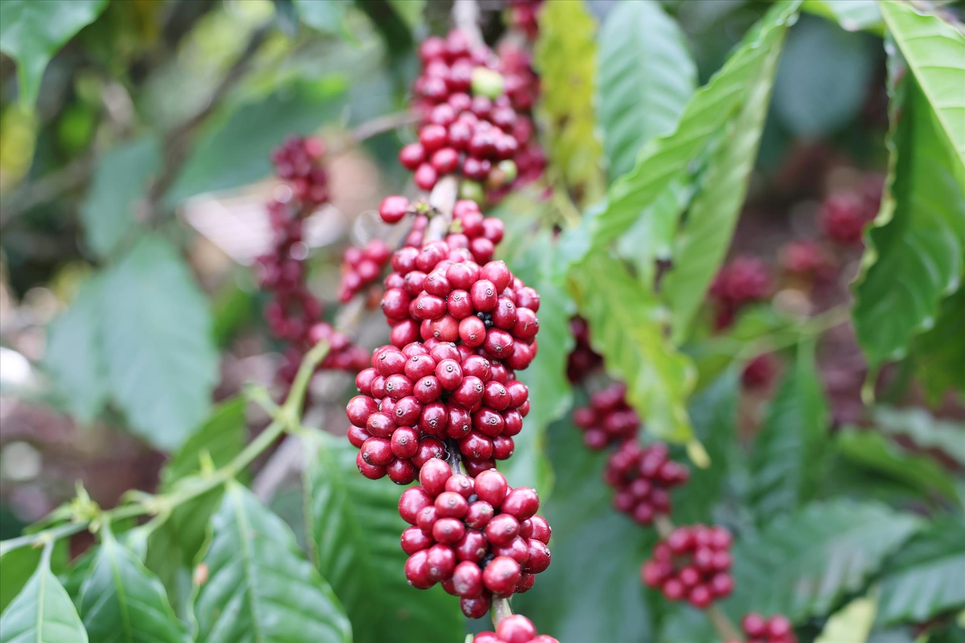 Vietnamese Coffee in the Value Era: From Production Hub to Global Value Partner