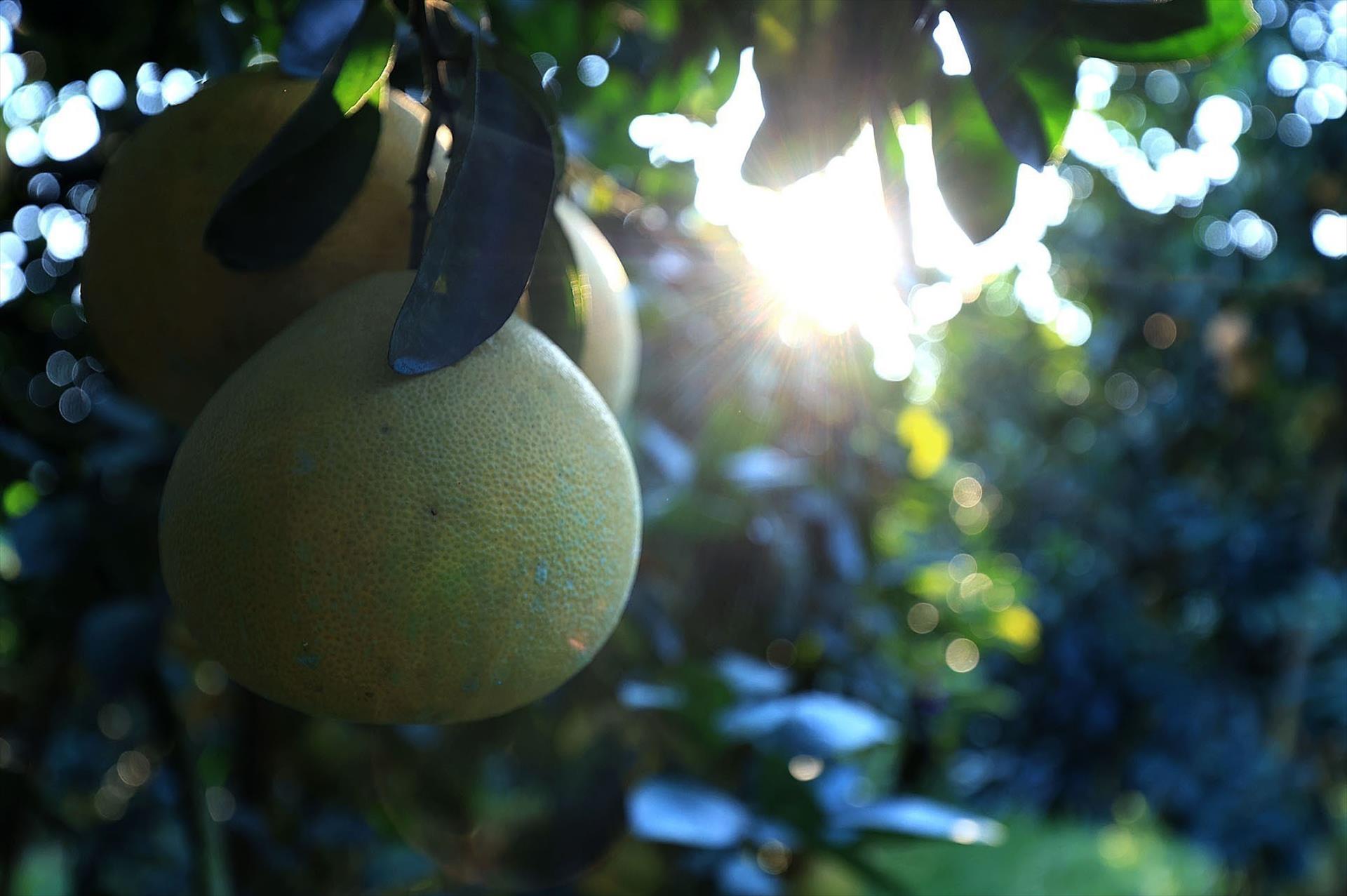 Tan Lac Red-flesh Grapefruit Focuses on International Market