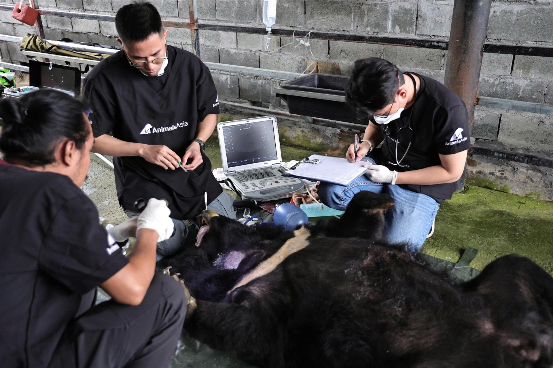 Cứu hộ gấu ngựa misa – cá thể gấu đầu tiên được cứu hộ trong năm 2026