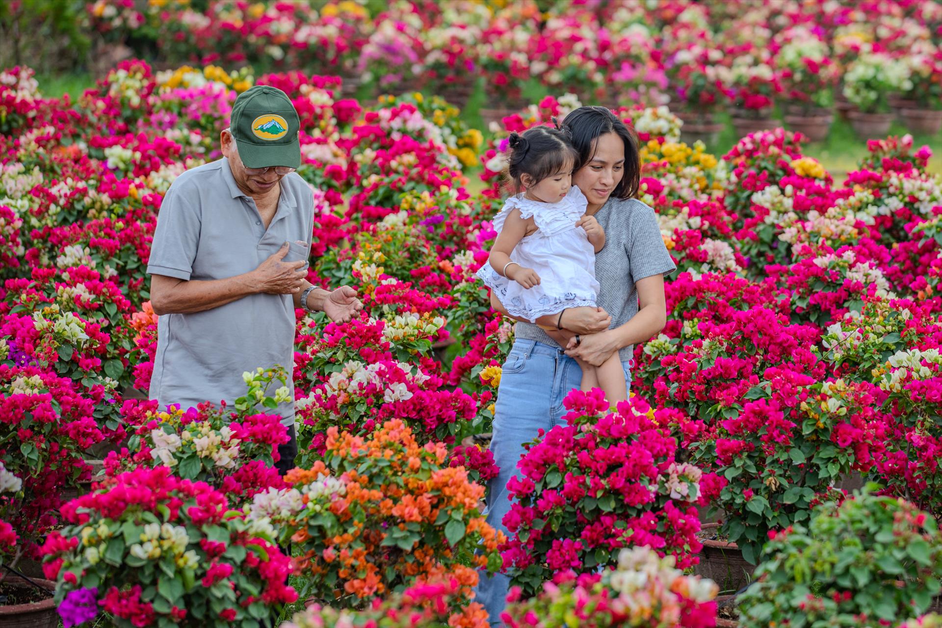 Làng hoa giấy Phú Sơn rực rỡ vào vụ Tết