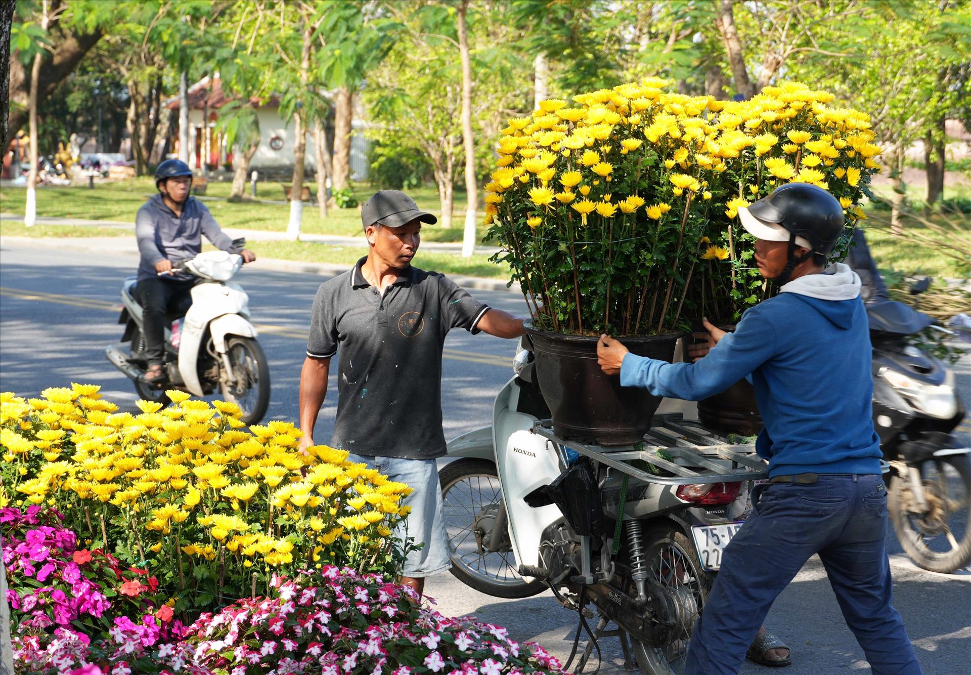 후에(Huế) 설 꽃시장, 국화 가격 상승