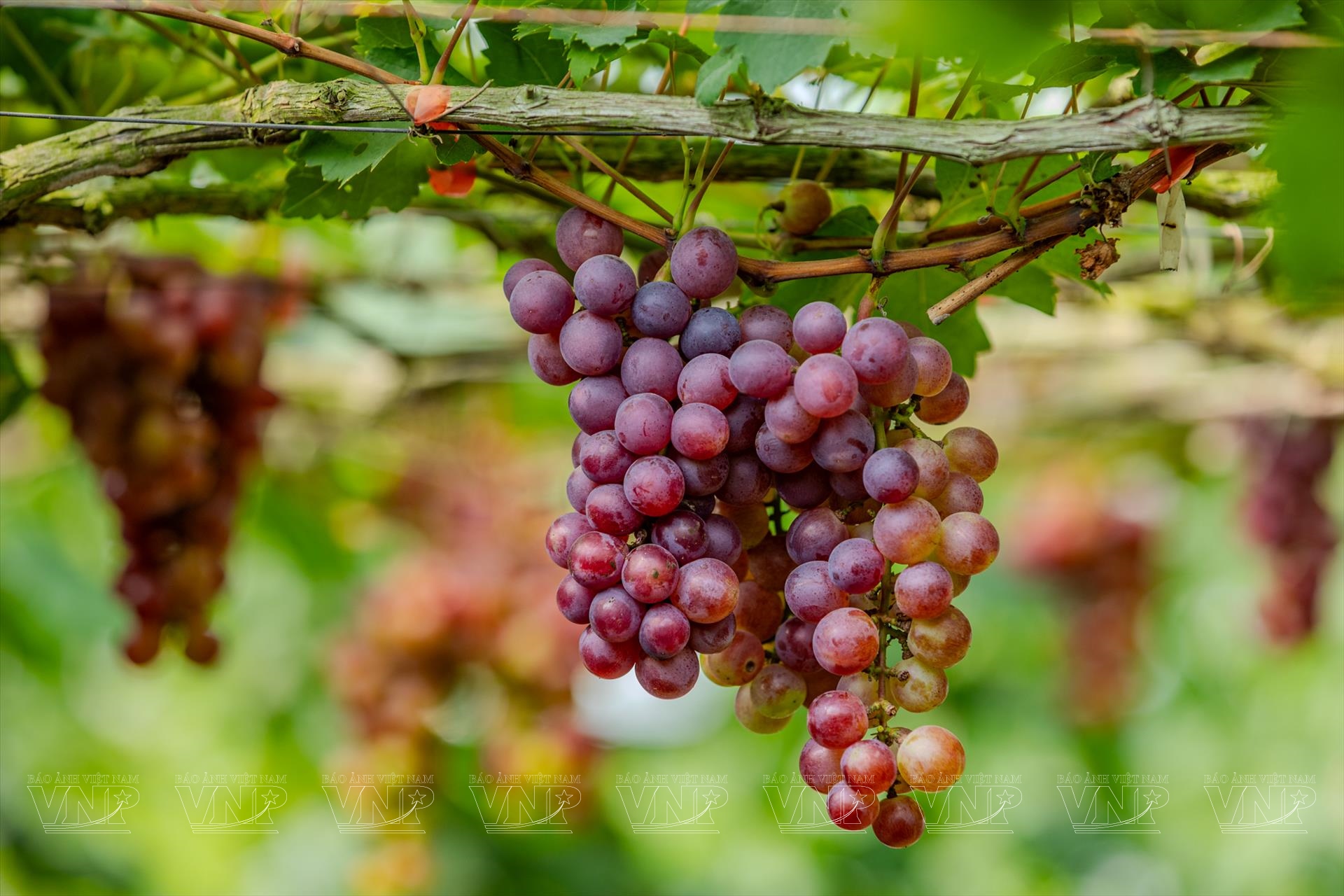 Le pari réussi de la viticulture sur des terres alluviales