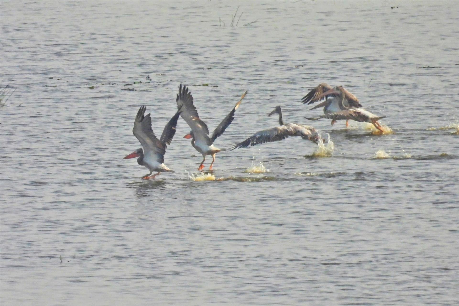 Rare bird returns to Tram Chim National Park