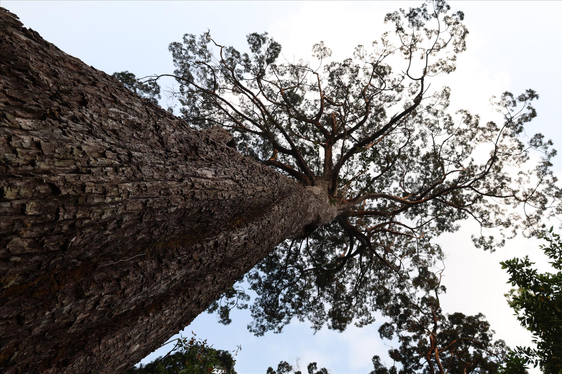 Tout là-haut dans les montagnes de Dà Nang, le royaume darbres de pơ mu