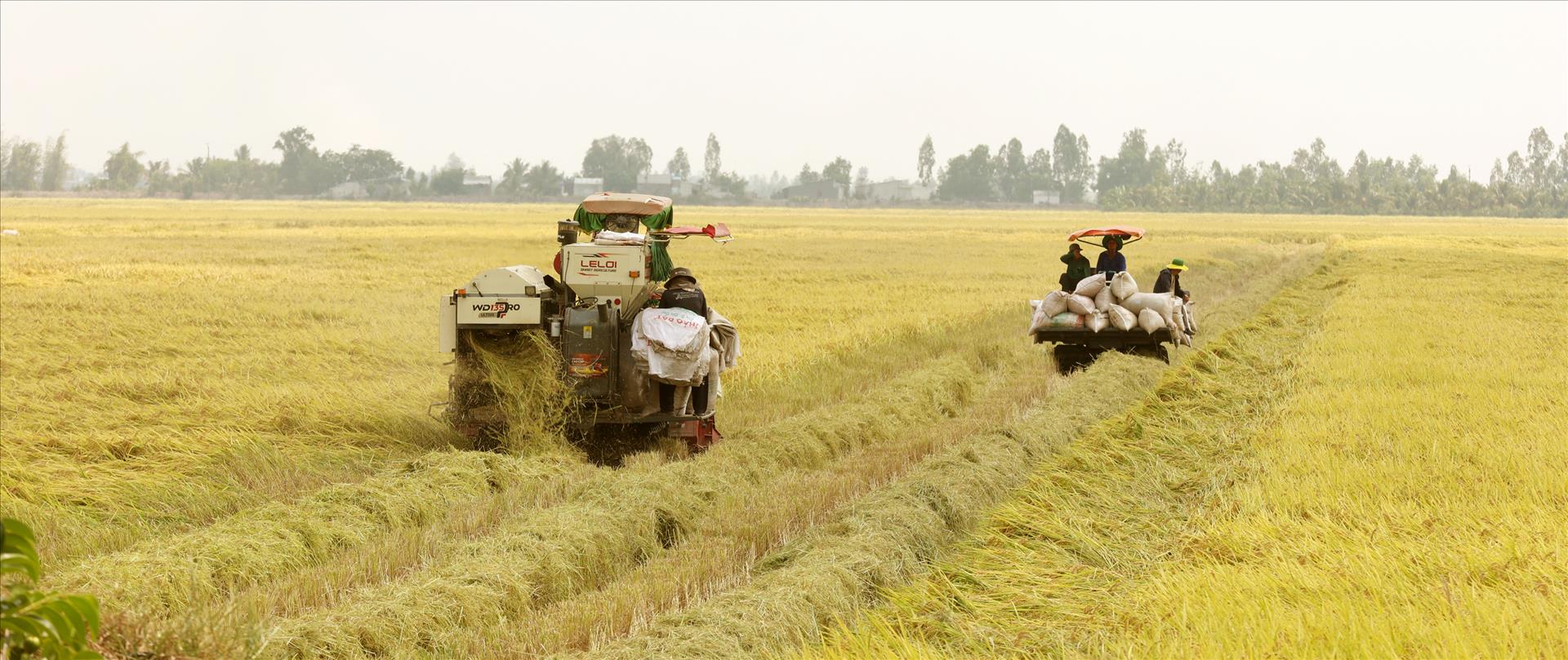 Mùa vàng ở Hòn Đất